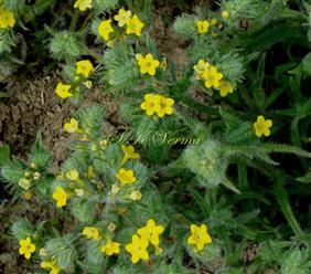  Flowers-Short-styled THRUM form